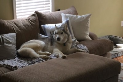 Właścicielka chciała zabrać go na spacer! Zobacz jak uparty husky 