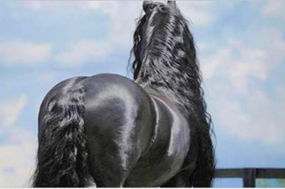 Z tyłu wyglądał jak zwykły koń! Teraz zobacz jak wygląda gdy się odwrócił!