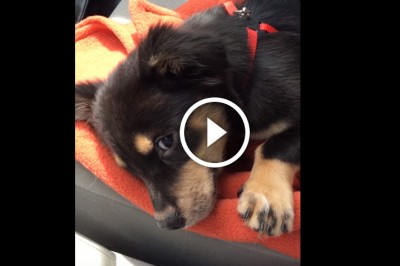 Zabroniła szczeniakowi wejść na swoje kolana! To w jaki sposób maluch rzucił focha jest po prostu cudowne!