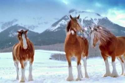 Zaczęli rzucać śnieżkami w te piękne konie! Teraz zobacz reakcję największego konia w stadzie!