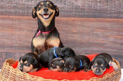 Zakochasz się od pierwszego wejrzenia! Dumna mama 5 szczeniaków w niesamowitej sesji zdjęciowej!