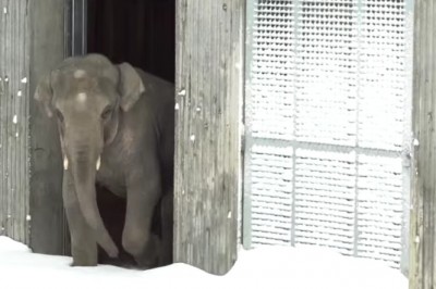 Zamknęli zoo z powodu ataku zimy! Zobacz niezwykłe zachowanie słonia na widok śniegu na wybiegu!