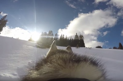 Zamontował kamerę na obroży swojego Husky. Efekt przeszedł najśmielsze oczekiwania!