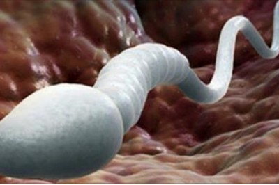 Zaskakujące odkrycie badaczy z Australii! Udowodnili, że sperma jest zdrowa i spowalnia proces starzenia! 