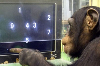 Zaskakujące wyniki badań inteligencji szympansów. Czy potrafią nas zastąpić? 