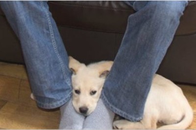 Zastanawiałaś się czemu pies kładzie pysk na Twoich stopach? Zobacz co chce Ci powiedzieć!