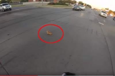 Zatrzymała ruch na skrzyżowaniu żeby uratować małego kotka! Bohaterka!