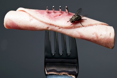 Zdarza Ci się zjeść coś po czym chodziła mucha? Już nigdy tego nie zrobisz! 