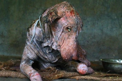 Znaleźli tego psa na skraju śmierci! Dzięki ich opiece wydarzył się cud! 