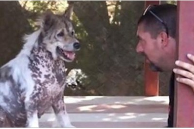 Zobacz reakcję tego samotnego psa gdy usłyszał, że będzie adoptowany! Wszystko zrozumiał! 