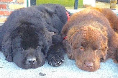 Zobacz sama! Wyglądały jak dwa zwykłe psy ale kiedy się podniosły to mnie zamurowało! 