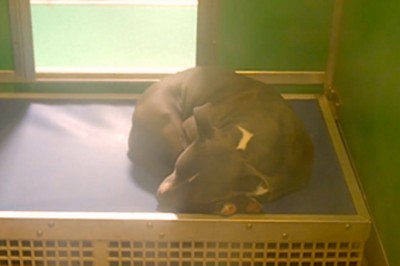 Zobaczyli na czym śpią te bezdomne psiaki! Po chwili wrócili z TYM! Łzy wzruszenia same mi płyną! 