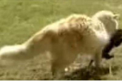 Zobaczyła jak duża kocica porywa w pysku małego szczeniaczka! Po chwili zrozumiała co się dzieje! 