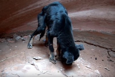 Zostawili porzuconego psa w jaskini na pewną śmierć! Były żołnierz narażając życie postanowił go uratować!