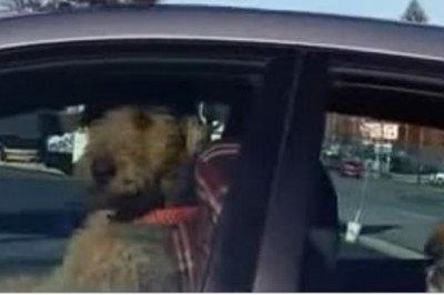 Zostawiłw aucie zamknięte psy i poszedł na zakupy! Zwierzaki postanowiły dać znać, że coś jest nie tak!