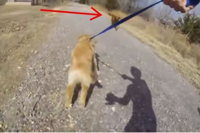 Szczeniak nie widział swojej mamy przez 3 miesiące! Reakcja zwierzaków podczas spotkania jest niezwykła! 