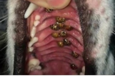 Do weterynarza trafia pies z objawami wścieklizny! Gdy lekarz zagląda mu w pysk jest w szoku!