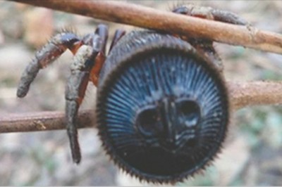 Był przekonany, że to starożytna pieczęć! Gdy zaczęła się ruszać mu w ręku, był przerażony! 