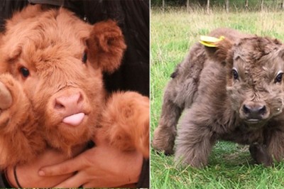 Jeśli czujesz, że ogarnia cię jesienna chandra zdjęcia tych słodkich cielaczków sprawią, że się uśmiechniesz!  