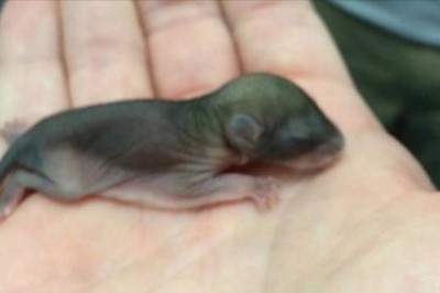 Znalazł bardzo dziwnie wyglądające zwierze na ulicy! Był w szoku co z niego wyrosło!