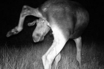 Po 30 latach od katastrofy w Czarnobylu zaczął fotografować tamtejsze zwierzęta! Zmiany zaskakują! 
