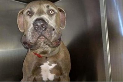 Chciała uciszyć szczekającego psa! Gdy zobaczyła czemu zwierze tak się zachowuje natychmiast ucieka! 