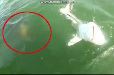 Co to był za potwór?! Kamera uchwyciła jak olbrzymia kreatura zjada rekina!