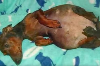 Porzucona suczka z wielkim brzuchem skrywała wielką tajemnicę! Gdy w końcu zaczęła rodzić.. WOW!