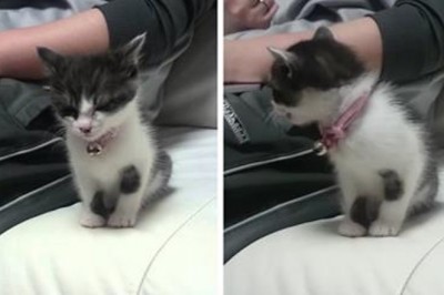 Mały kociak nie chciał spać sam! Wtedy zrobił coś, co roztopi serce największego twardziela!