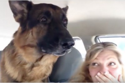 Pies zrozumiał, że jadą do weterynarza! Jego reakcja rozbawiła właścicieli do łez!