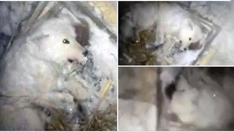 Oblał swojego psa zimną wodą, a następnie wyniósł go na dwór na temperaturę minus 32 stopnie!