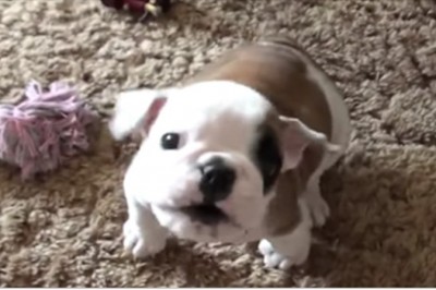 Mały buldog bardzo zdenerwował się na właściciela! Reakcja szczeniaka jest dosłownie przesłodka!