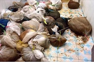 Znajdują dziwne zapakowane siatki które się ruszały! Gdy zajrzeli do środka mieli łzy w oczach! 