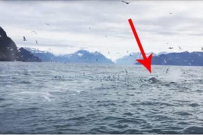 Mężczyzna nagrywa stado mew! Nagle zaczyna krzyczeć podekscytowany gdy widzi co wynurz się z oceanu!