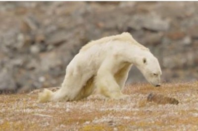 Nagrał umierającego z głodu niedźwiedzia polarnego! Ten film pokazuje prawdziwe ob