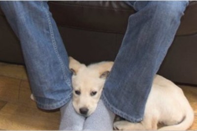 Zastanawiałaś się dlaczego pies kładzie pysk na Twoich stopach? Zobacz co chce Ci powiedzieć!