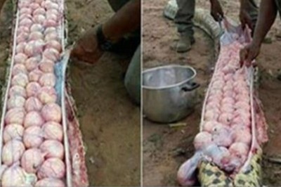 Olbrzymi wąż zagrażał ich domom! Byli zaskoczeni co odkryli w jego wnętrzu gdy został schwytany!