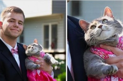 Nie mógł znaleźć dziewczyny z którą mógłby iść na studniówkę! Więc wybrał się na bal ze swoją kotką! 