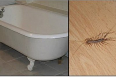 Poznaj powód dlaczego nigdy nie powinnaś zabijać skolopendry jeśli zobaczysz ją w łazience!