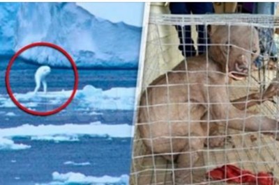 20 przerażających istot, które udało się uchwycić na fotografiach! Niektórych nie da się wyjaśnić logicznie!