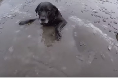   Udało się w ostatniej chwili! Ratowanie psa uwięzionego na zamarzniętym jeziorze!