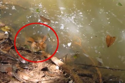 Zabójczy atak anakondy na idiotę! Tak to się kończy gdy drażnisz bestię!