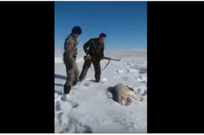 Ranny wilk ostatkami sił atakuje swoich oprawców! Szybka kara za znęcanie się!