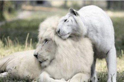Biały lew i biała tygrysica doczekali się potomków! Zobacz jak piękne kociaki przyszły na świat!
