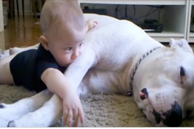 Chłopczyk kładzie się obok wielkiego psa! Mama widząc co się dzieje szybko chwyta kamerę! 