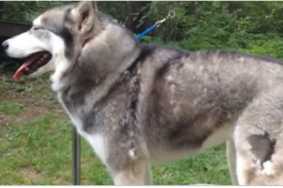 Zawsze miałam problem z wyczesaniem psa po zimie! Dzięki tej prostej metodzie zrobisz to w kilka minut! 