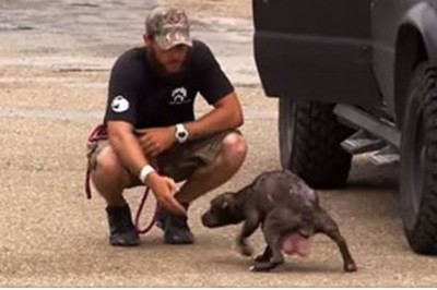 Suczka „prosi” ratowników o odnalezienie jej szczeniaczków! Ich spotkanie chwyta za serce! 