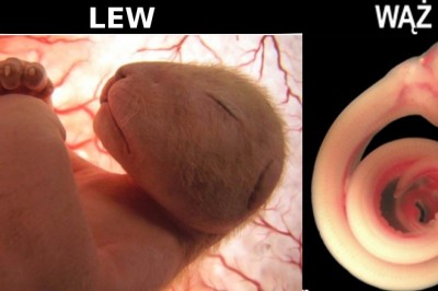 Niezwykłe zdjęcia płodów zwierząt w łonie matki! Zrobiono je na kilka dni przed urodzeniem! 