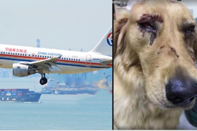 Przewoził psa samolotem w luku bagażowym! Gdy odebrał zwierze od obsługi lotniska natychmiast wezwał policję! 