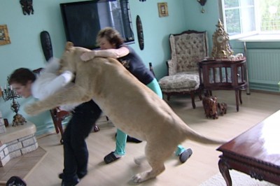 Przerażający atak lwicy na człowieka! Tak się kończy trzymanie dzikich zwierząt w kamienicy!